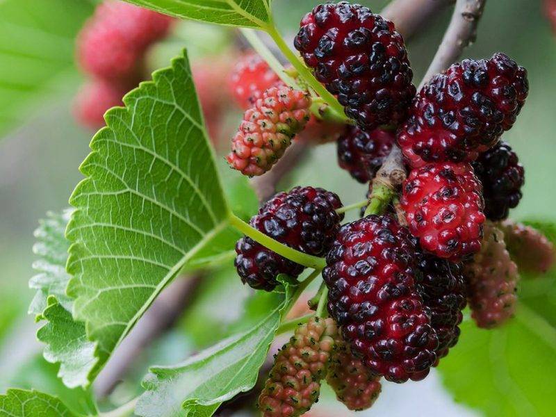 Шелковица купить саженцы из питомнике в Прохладном