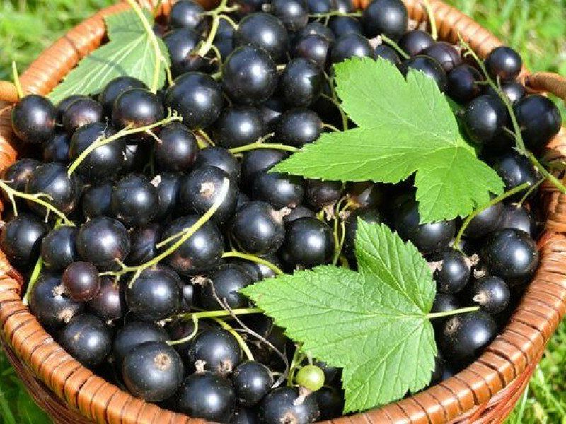 Смородина купить саженцы из питомника в Прохладном