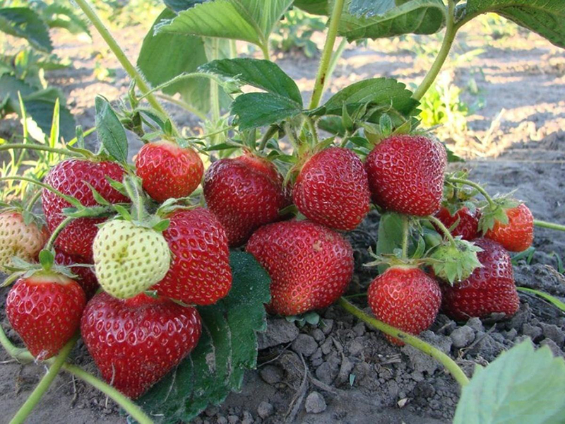 Клубника купить саженцы из питомника в Прохладном