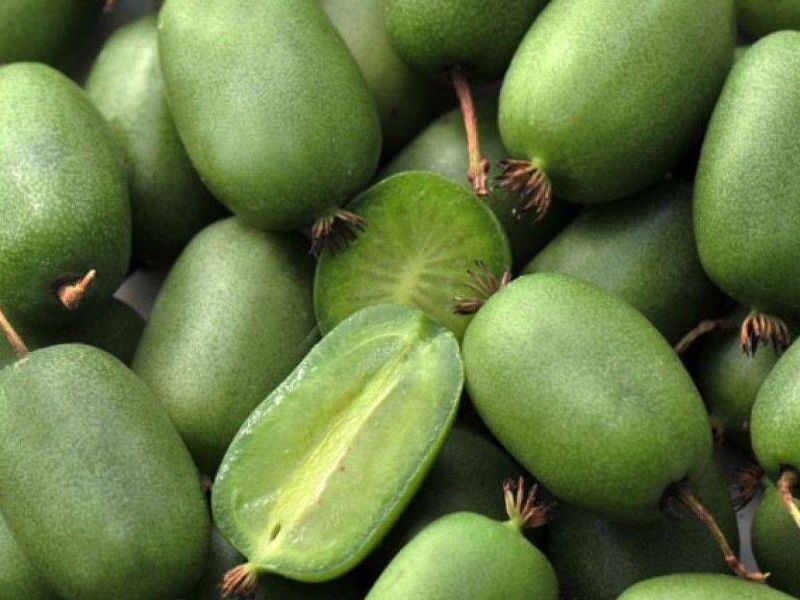 Актинидия купить саженцы из питомнике в Прохладном