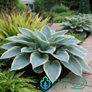Хоста "ДРЕСС БЛЮЗ"