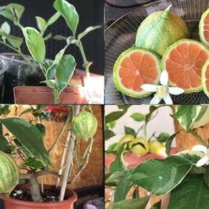 Лимон Пинк Эврика