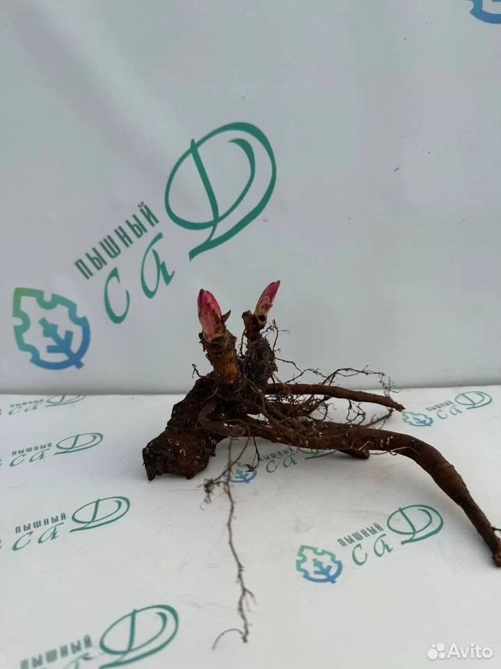 Пион Мистер Эд