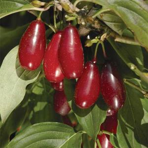 Кизил "ПИОНЕР"
