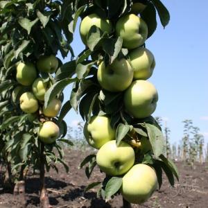 Яблоня колоновидная "ИКША"